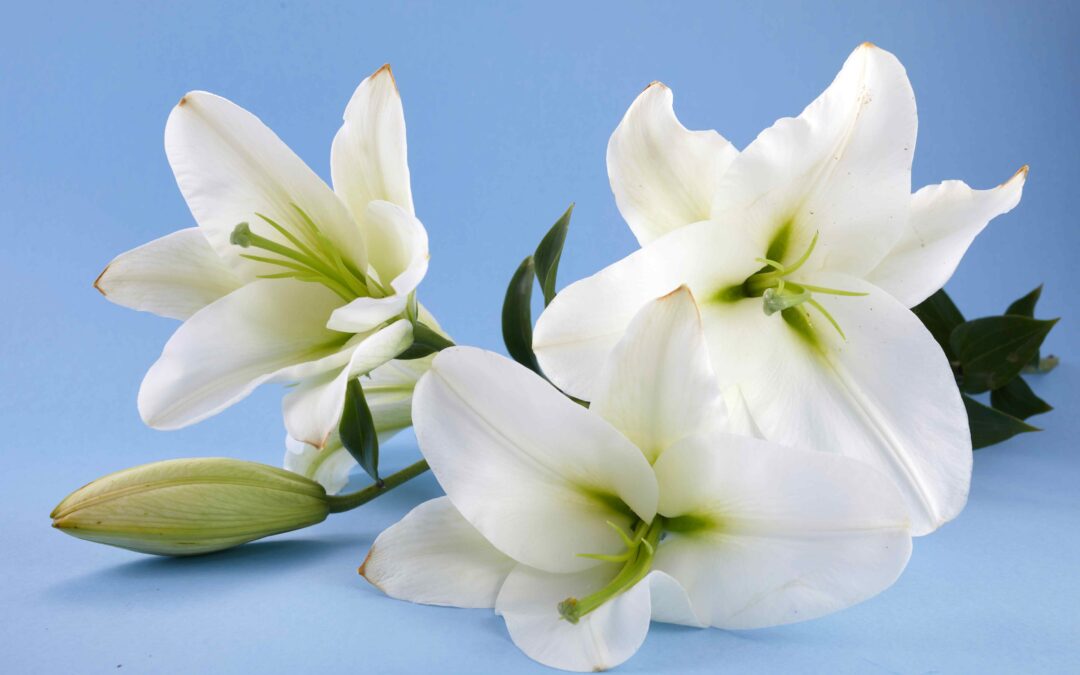 Signs of Poisoning in Dogs and Cats: When to Call Your Vet