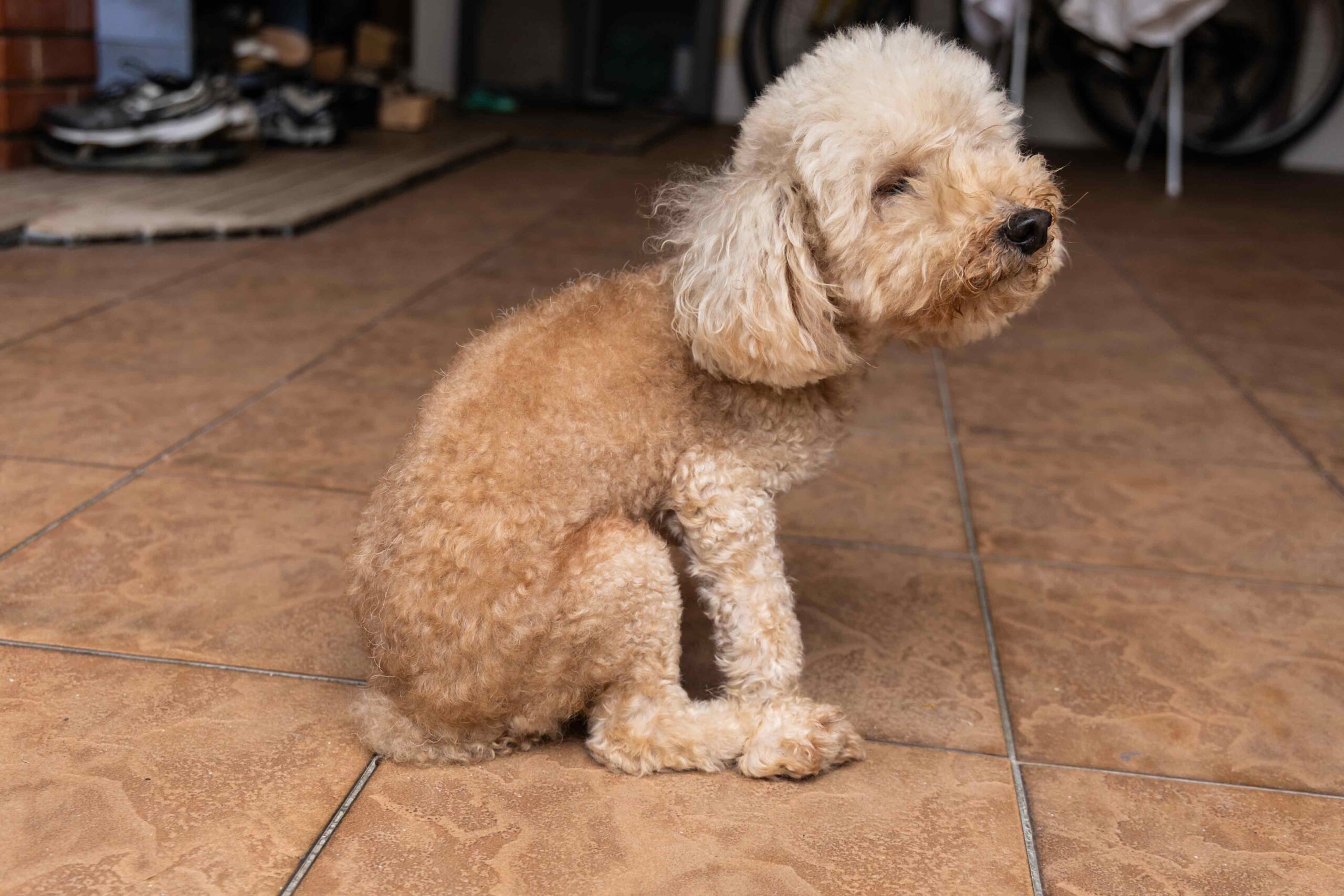 Intestinal Parasites in Pets: Symptoms You Shouldn't Ignore - Cloquet ...