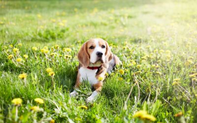 Mosquito Season is Here: How to Shield Your Dog from Heartworms