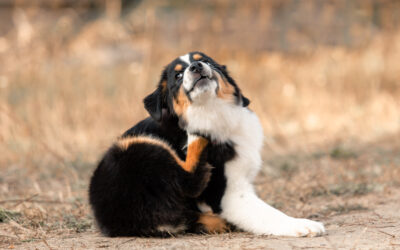 From Itchy Skin to Runny Eyes: Recognizing Allergy Symptoms in Your Pet