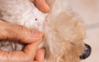 Does Your Dog Need the Lyme Vaccine? Here’s What to Know
