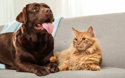 Joint Pain in Dogs and Cats: How Vets Diagnose and Treat Arthritis