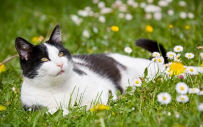Common Summer Pet Emergencies and When to Call Your Veterinarian