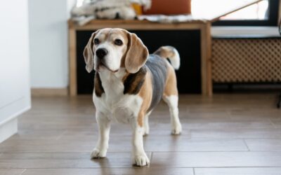 Why Is My Dog Limping? Common Causes Explained