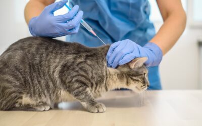 What Vaccines Does My Cat Need?