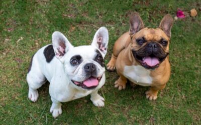 Why Flat-Faced Dogs Struggle More in the Summer Heat: Signs of Heatstroke Every Owner Should Know