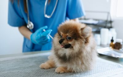 How Do Pet Vaccines Work? What Every Owner Should Know
