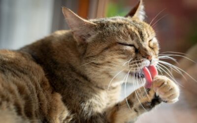 Why Does My Cat Keep Licking and Scratching?